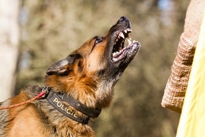 Kent County, MI personal injury attorney dog bite