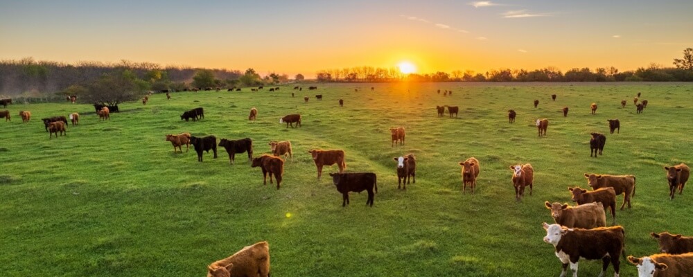 Illinois livestock insurance lawyer
